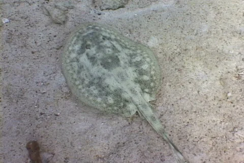 Sting Ray 库存影片 683209