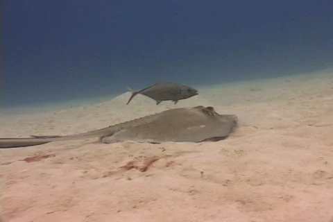 Sting Ray 库存影片 683242