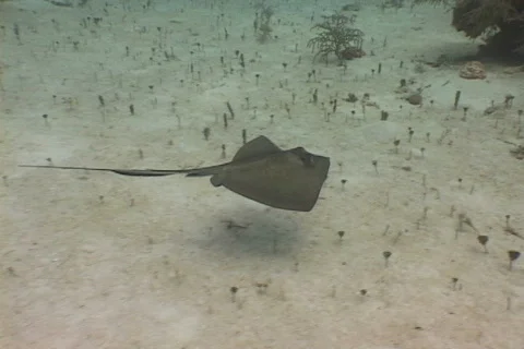 Sting Ray 库存影片 683276
