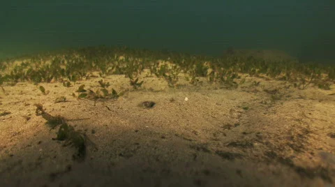 Sting Ray  Stock Footage 826966