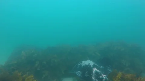 Sting ray Stockbeeldmateriaal 82448856