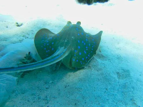 A sting ray on the ground Stock Photos