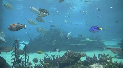 Sting Ray Hello Stock Footage 3340644