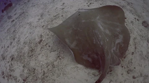 STING RAY MAKES A U-TURN Stock Footage 308834915