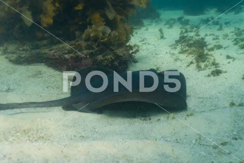 Sting ray Stock Photos