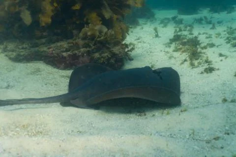 Sting ray Foto stock