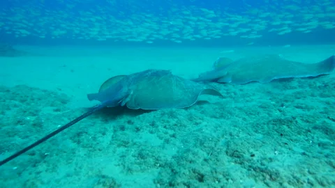 Sting Ray Roving over sand Stock Footage 299573099