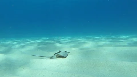 Sting ray on the sandy bottom of the Aegean Sea Video stock 145891832