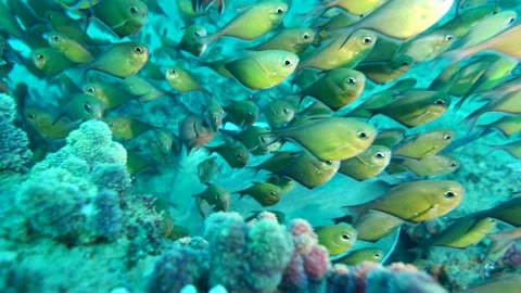 Sting Ray in School of fish Stock Footage 299573150