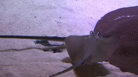 Sting ray small 1 30 Stock Footage 12428801