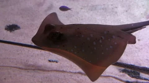 Sting ray small 2 30 Stock Footage 12428782