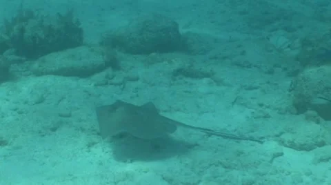 Sting Ray Swimming Across Bottom of Ocean Floor Stock Footage 5341537