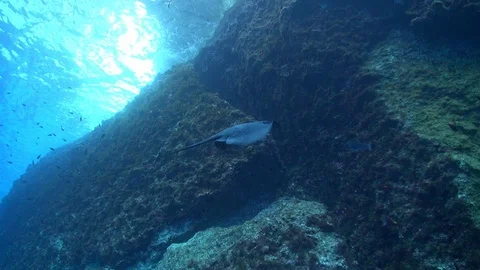 Sting Ray swimming Video stock 96858510