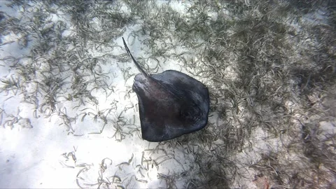Sting Ray swimming Vídeos de archivo 168530543