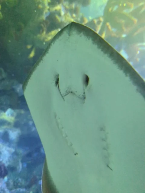 Sting ray swimming Stock Footage 238891498
