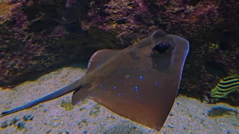 A sting ray swimming  Stock Footage 252621772