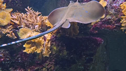 A sting ray swimming  Stock Footage 272676183