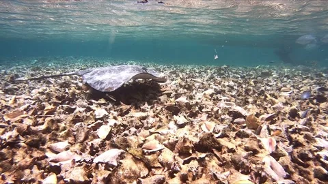 Sting Ray Swimming In Reef 스톡 동영상 168034280