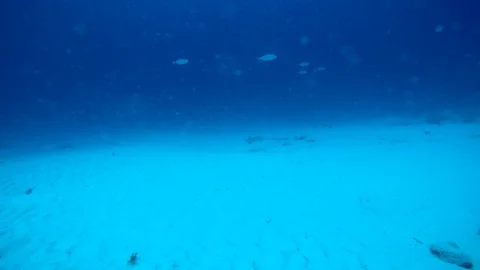 Sting ray swims along the bottom in the waters off Playa del Carmen. Stock Footage 96415486