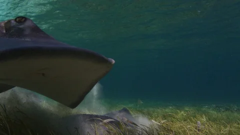 A sting ray swims over another sting ray that is feeding Video stock 95405748