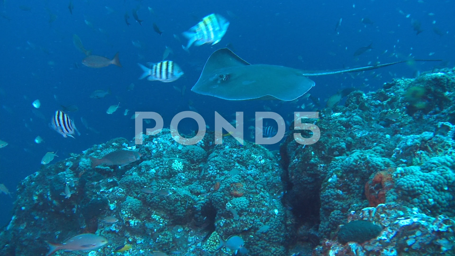 Sting Ray Swims Over Coral Reef With Fish Swimming On Reef Video Images, Photos, Reviews