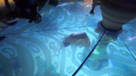 Sting ray tank underground Stock Footage 162871147