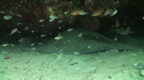 Sting ray under rock ledge 動画素材 33100113