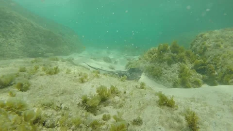 Sting Ray Underwater Stock Footage 130663563