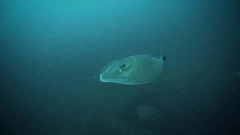 Sting Ray Underwater Slow Motion Stock Footage 106796924