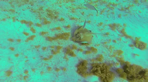 Sting ray in the warm waters Stock Footage 42453486
