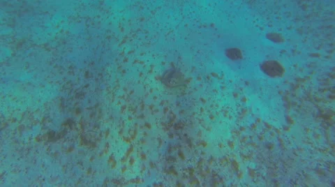 Sting ray in the warm waters Stock Footage 42463497