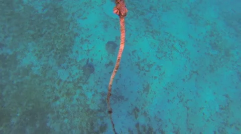 Sting ray in the warm waters Stock Footage 42474308