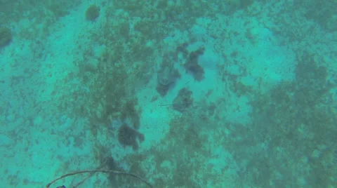 Sting ray in the warm waters Video stock 42475747