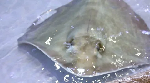 Sting rays 1 Stock Footage 7756353