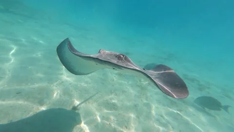 Sting Rays 1 Stock Footage 169186760