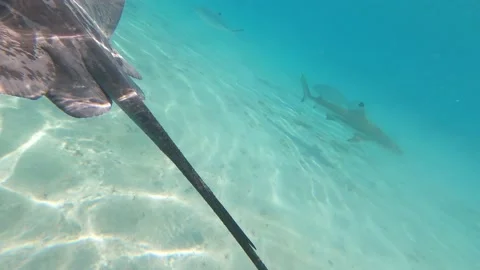 Sting Rays &amp;amp; Sharks Stock Footage 169186756