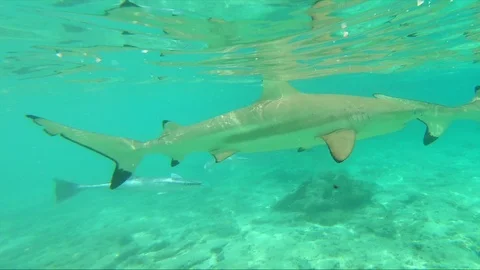 Sting rays and sharks, Bora Bora, French Polynesia Stock Footage 111629468