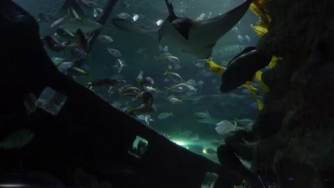 Sting Rays and Tropical Fish by Shipwreck Stock Footage 114229270