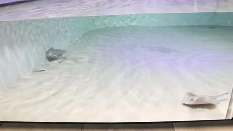 Sting rays in a class tank 1 Stock Footage 153658527