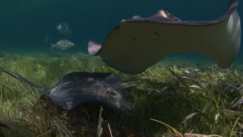 Sting Rays Feeding Stock Footage 95404444