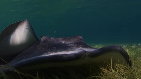 Sting Rays fight for food Stock Footage 95406789