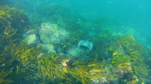 Stingaree in Australia  Video stock 44622304