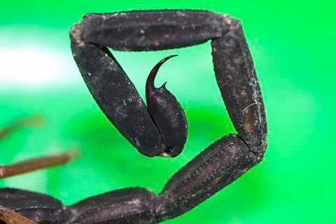 Stinger of a scorpion in Belize Stock Photos