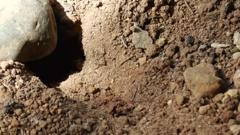 Stinging beetle Stock Footage 284818260