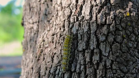 Stinging caterpillar climbs to the canopy Video stock 79664468