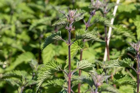 Stinging neetle and its healthy vertue Foto stock