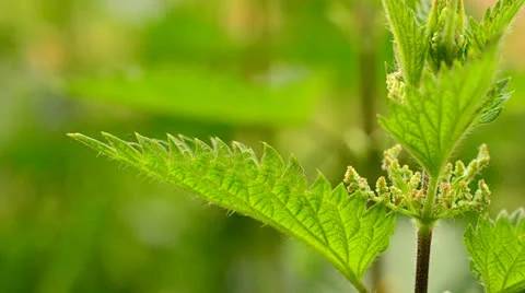 Stinging nettle 1 Stock Footage 24464814