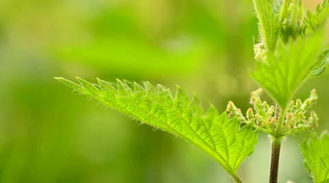 Stinging nettle 2 Stock Footage 24464884