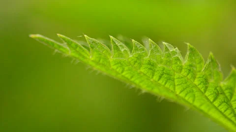 Stinging nettle 3 Stock Footage 24465013