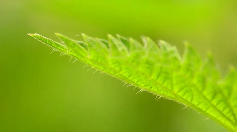 Stinging nettle 4 Stock Footage 24465109